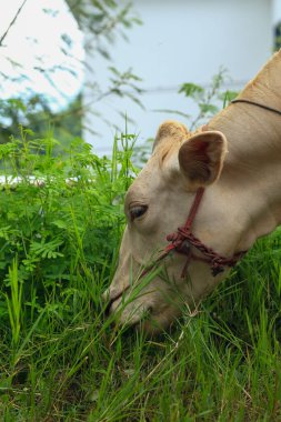 White Cows grazing on a green meadow in the countryside of Thailand clipart