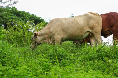 Tayland kırsalında yeşil bir çayırda otlayan beyaz inekler