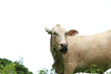 Tayland kırsalında yeşil bir çayırda otlayan beyaz inekler