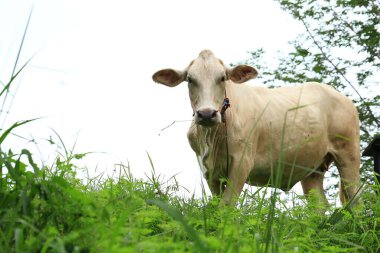 Tayland kırsalında yeşil bir çayırda otlayan beyaz inekler