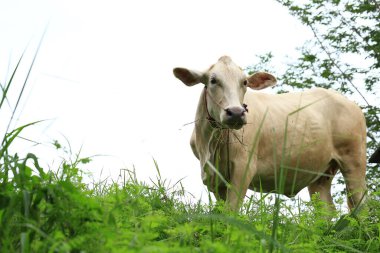 Tayland kırsalında yeşil bir çayırda otlayan beyaz inekler