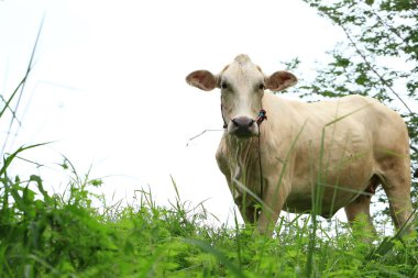 White Cows grazing on a green meadow in the countryside of Thailand clipart