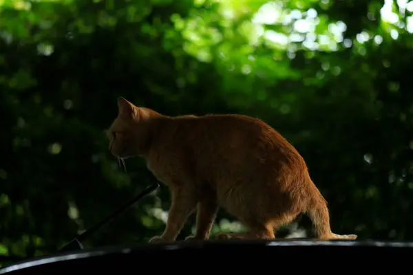 stock image Red cat on the roof in shadow