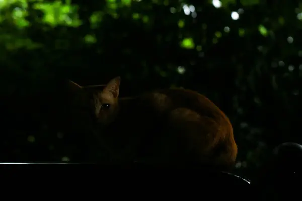 stock image Red cat on the roof in shadow