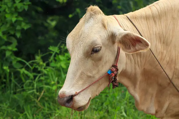 stock image White Cows grazing on a green meadow in the countryside of Thailand