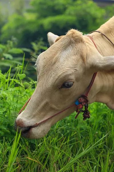 stock image White Cows grazing on a green meadow in the countryside of Thailand