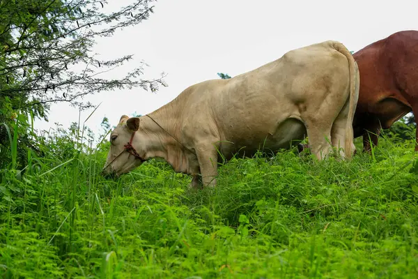 stock image White Cows grazing on a green meadow in the countryside of Thailand