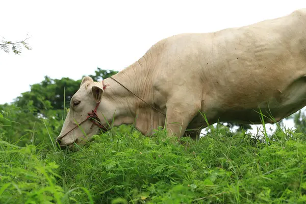 stock image White Cows grazing on a green meadow in the countryside of Thailand