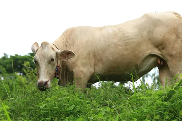 stock image White Cows grazing on a green meadow in the countryside of Thailand