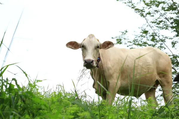 stock image White Cows grazing on a green meadow in the countryside of Thailand