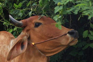 Brahma ineği tarlada, inek çayırda çimen yiyor yaz zamanı, Tayland.