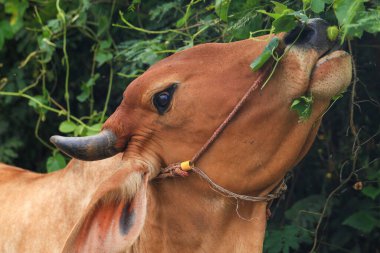 Brahma ineği tarlada, inek çayırda çimen yiyor yaz zamanı, Tayland.
