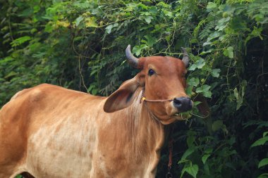 Brahma ineği tarlada, inek çayırda çimen yiyor yaz zamanı, Tayland.