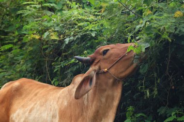 Brahma ineği tarlada, inek çayırda çimen yiyor yaz zamanı, Tayland.