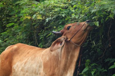 Brahma ineği tarlada, inek çayırda çimen yiyor yaz zamanı, Tayland.