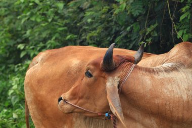 Brahma ineği tarlada, inek çayırda çimen yiyor yaz zamanı, Tayland.