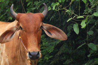 Brahma ineği tarlada, inek çayırda çimen yiyor yaz zamanı, Tayland.