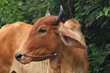 Brahma cow in the field, cow eating grass in the meadow at summer time, Thailand. clipart