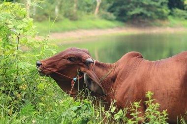 Brahma ineği tarlada, inek çayırda çimen yiyor yaz zamanı, Tayland.