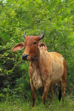 Brahma ineği tarlada, inek çayırda çimen yiyor yaz zamanı, Tayland.