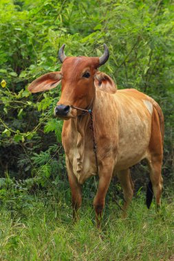 Brahma ineği tarlada, inek çayırda çimen yiyor yaz zamanı, Tayland.