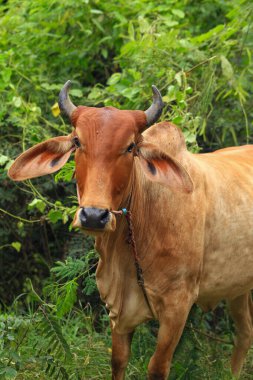 Brahma ineği tarlada, inek çayırda çimen yiyor yaz zamanı, Tayland.