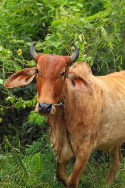 Brahma ineği tarlada, inek çayırda çimen yiyor yaz zamanı, Tayland.