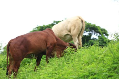 Brahma ineği tarlada, inek çayırda çimen yiyor yaz zamanı, Tayland.