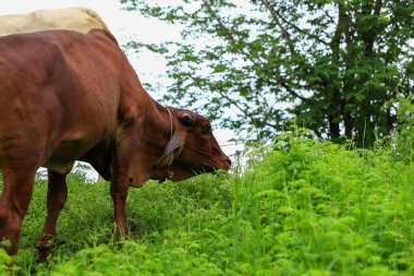 Brahma ineği tarlada, inek çayırda çimen yiyor yaz zamanı, Tayland.