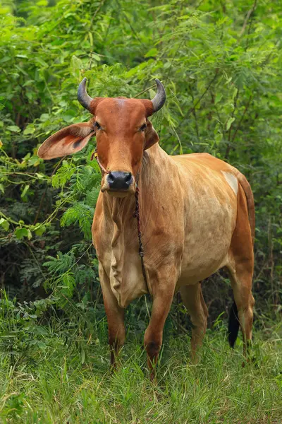 stock image Brahma cow in the field, cow eating grass in the meadow at summer time, Thailand.