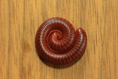 Millipede on a wooden background, closeup  clipart