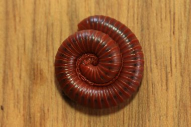 Millipede on a wooden background, closeup  clipart