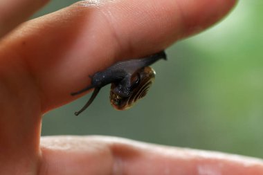 Salyangoz insan parmağında sürünüyor. Salyangozun elini kapat.