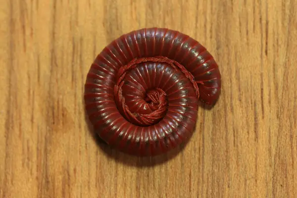 stock image Millipede on a wooden background, closeup 