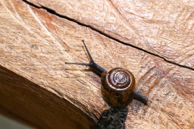 Tahta zeminde sürünen bir salyangoz. Yakın plan. Sığ alan derinliği.