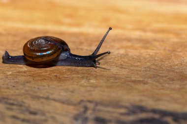 Tahta zeminde sürünen bir salyangoz. Yakın plan. Sığ alan derinliği.