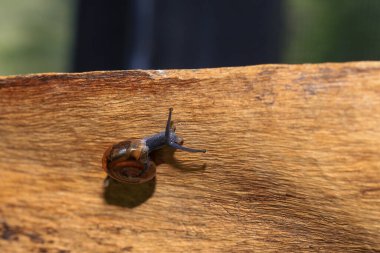 Tahta zeminde sürünen bir salyangoz. Yakın plan. Sığ alan derinliği.