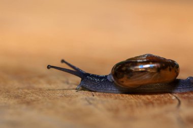 Tahta zeminde sürünen bir salyangoz. Yakın plan. Sığ alan derinliği.