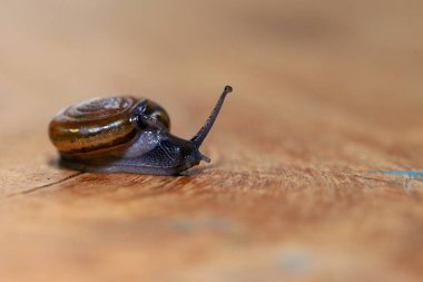 Tahta zeminde sürünen bir salyangoz. Yakın plan. Sığ alan derinliği.