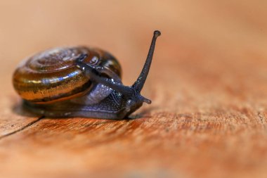 Tahta zeminde sürünen bir salyangoz. Yakın plan. Sığ alan derinliği.