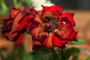 Restoranda bir buketin içinde kurumuş güller.