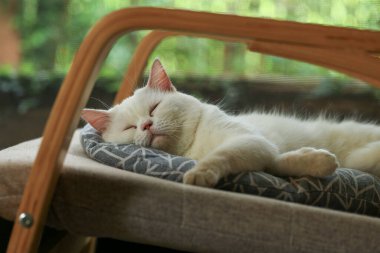 Bahçedeki sandalyede uyuyan sevimli kedi. Seçici odak.