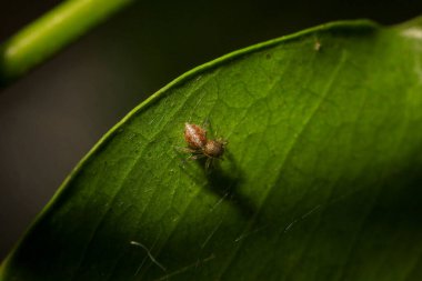 Zıplayan örümcek makrosu doğadaki siyah arka plana yakın çekim yapıyor.