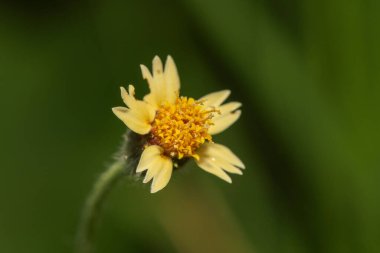 Vahşi doğada yeşil yapraklı böcek. Makro. Bir böcek yaşamı