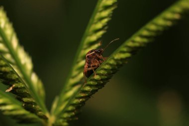 Vahşi doğada yeşil yapraklı böcek. Makro. Bir böcek yaşamı
