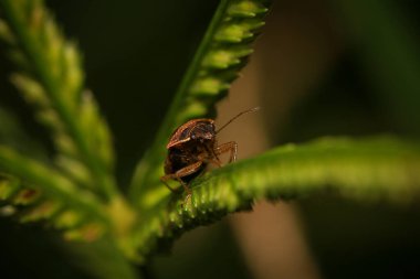 Vahşi doğada yeşil yapraklı böcek. Makro. Bir böcek yaşamı