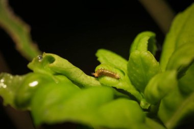 Vahşi doğada yeşil yapraklı böcek. Makro. Bir böcek yaşamı