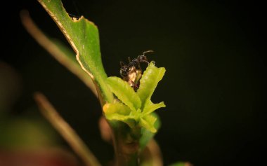 Ağacın dallarında karınca ve yaprak bitleri. Makro