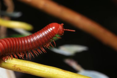 Close up of a millipede on a branch clipart