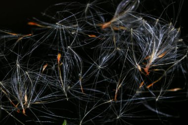 Siyah arka planda karahindiba tohumları. Yakın plan..